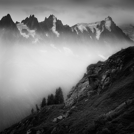 Tree Line